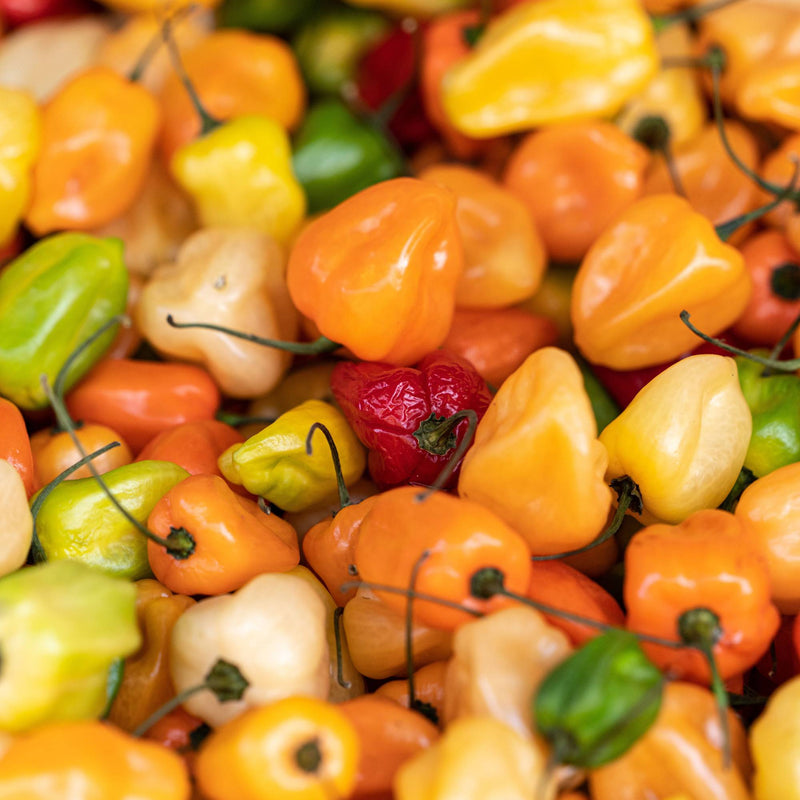 Habanero